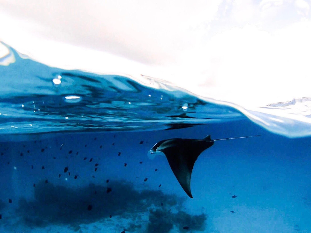 Go Divers Maldives景点图片