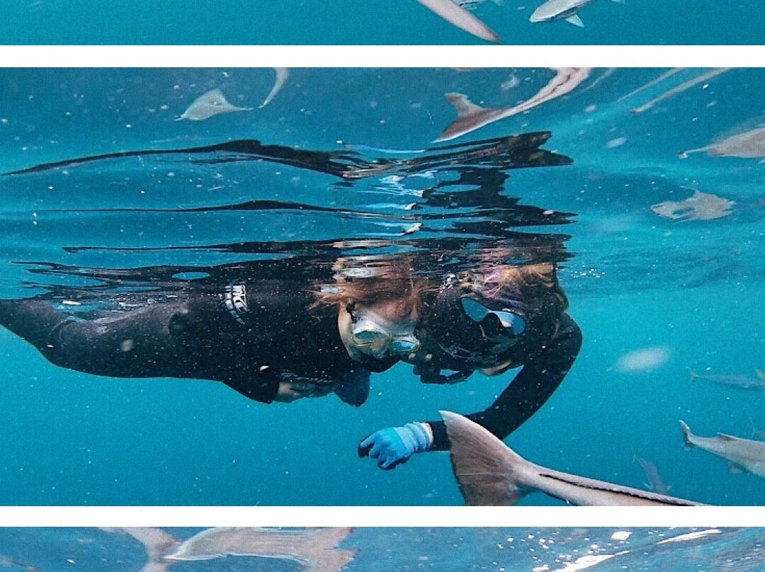 Blue Wilderness Shark Adventures景点图片