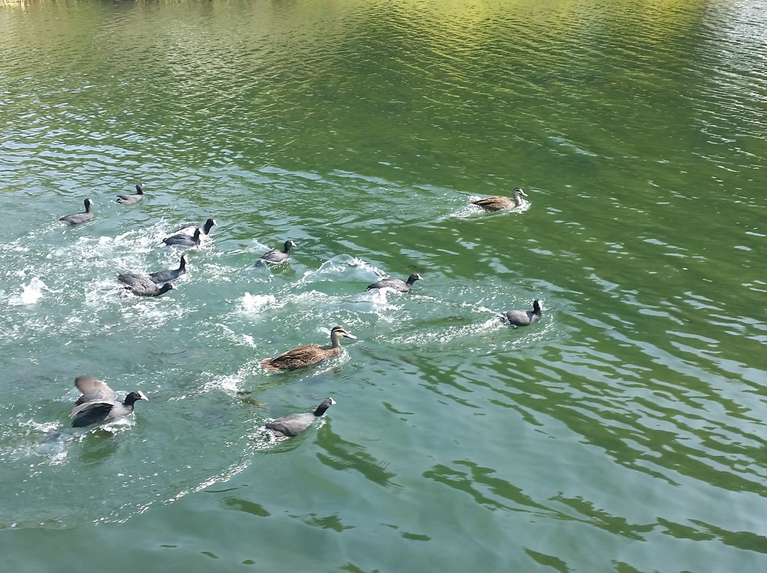 Lake Barrine Tea House-Yungaburra必去景点