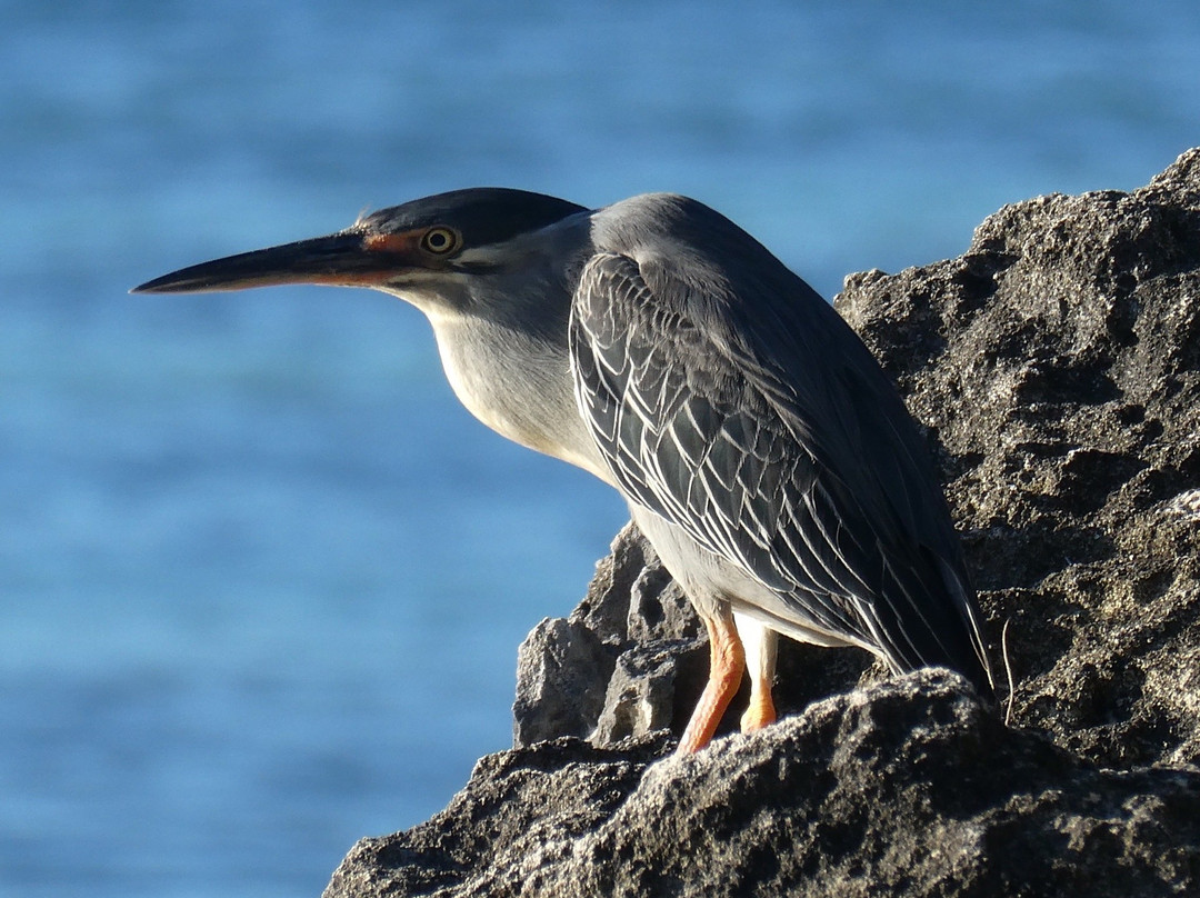 Roche Bon Dieu-Trefles酒店住宿-Gite Patriko