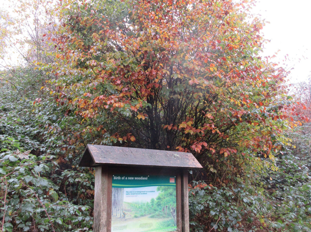 Holyford Woods Local Nature Reserve-Colyford必去景点
