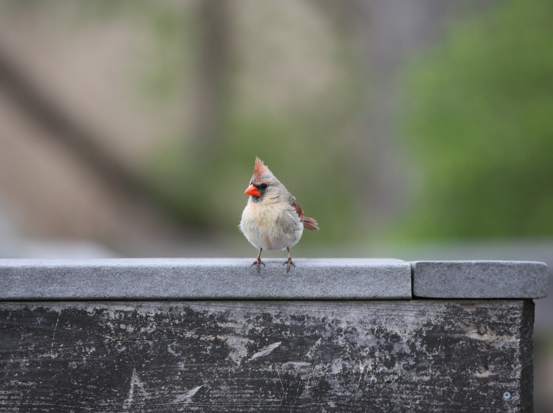 Tifft Nature Preserve-水牛城必去景点