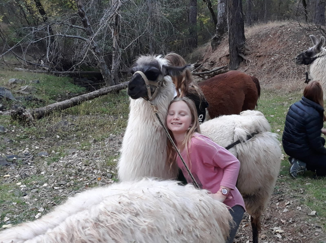 New Leaf Llama Farm-Oregon House必去景点
