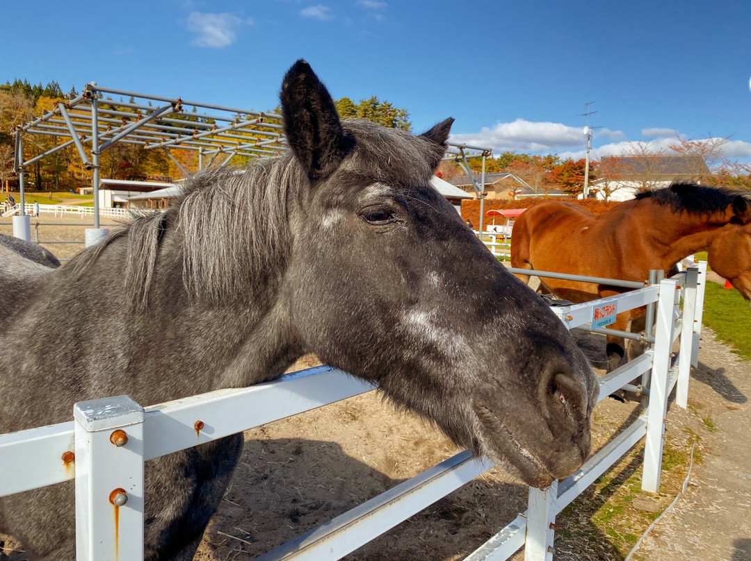 Towada Equestrian Park Komakko Land-十和田市必去景点