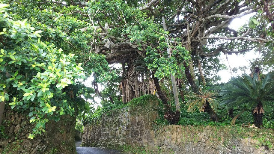 300 Years Old Tree Gajumaru景点图片