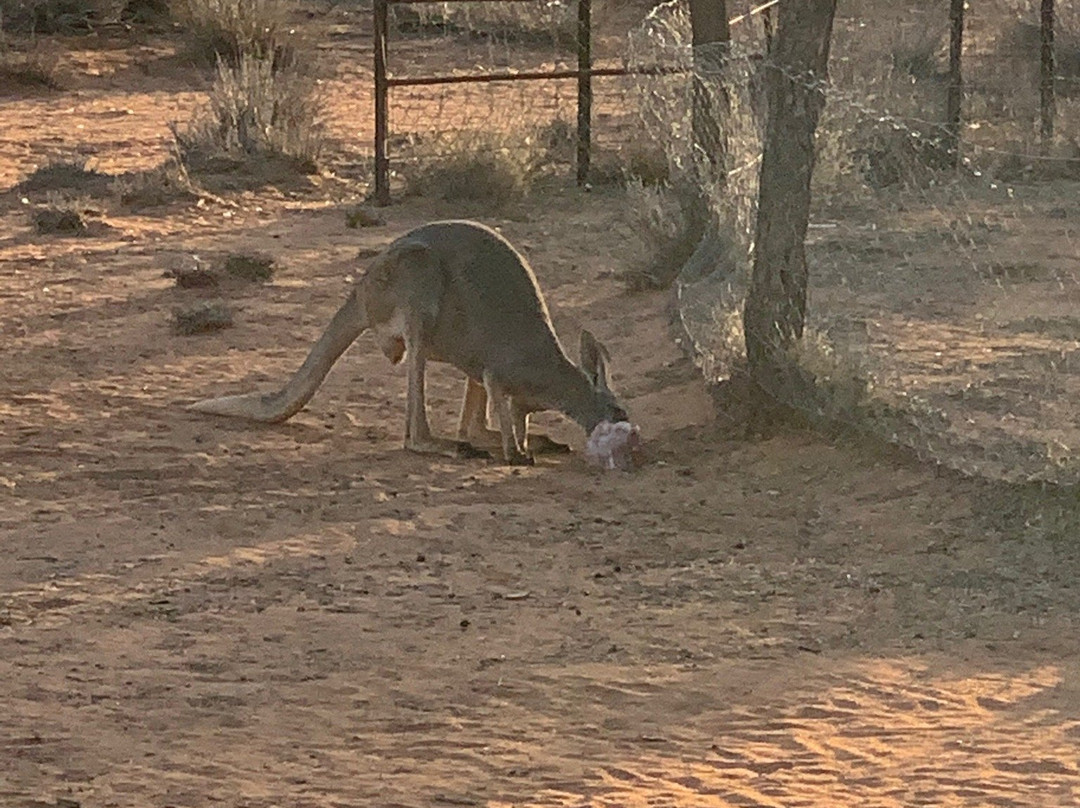 The Kangaroo Sanctuary景点图片
