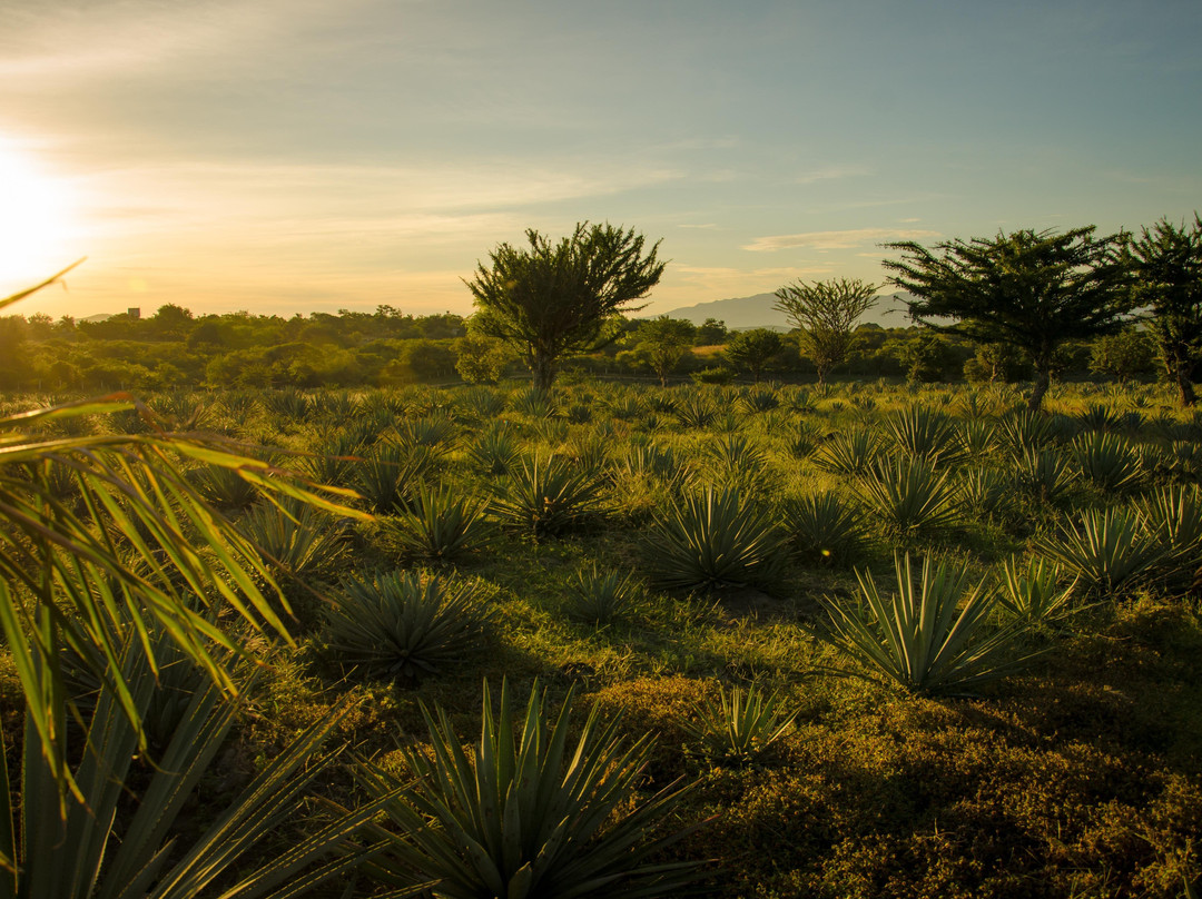 Pilcaya旅游攻略图片