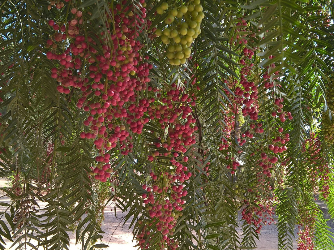 Le Jardin De La Koudya主图