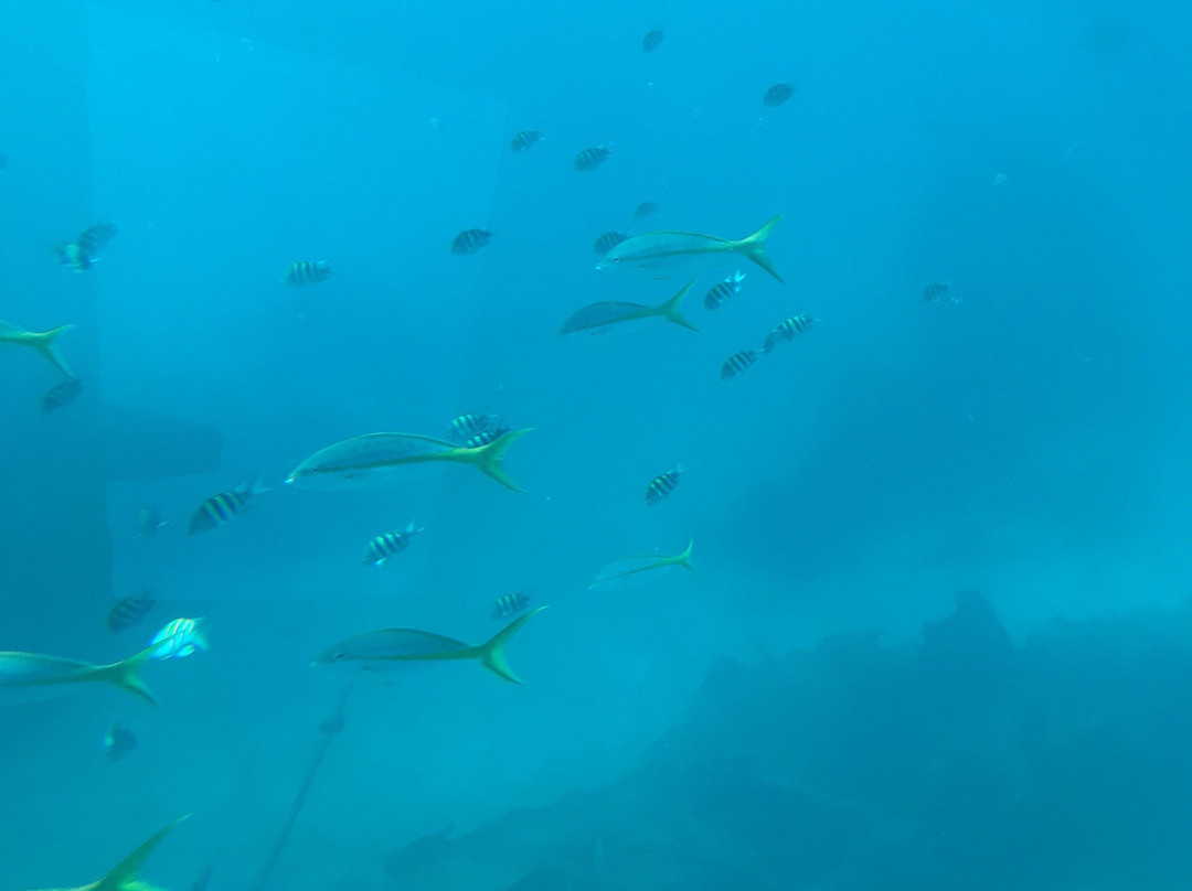 Yellow Submarine Tours-居斯塔维亚必去景点