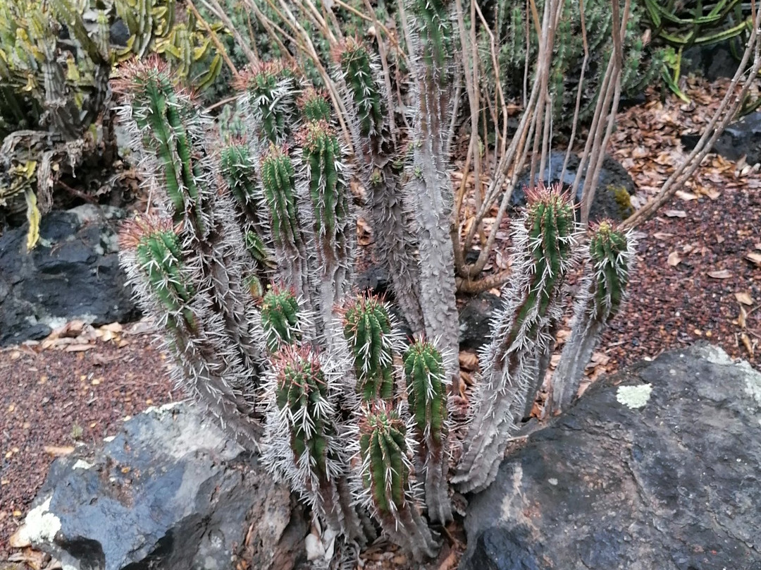 Jardín Botánico Viera y Clavijo景点图片