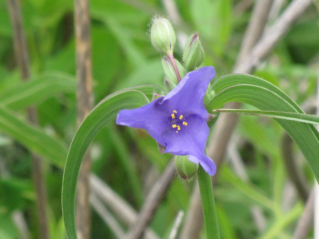 Delaware旅游景点-Deer Haven Preserve