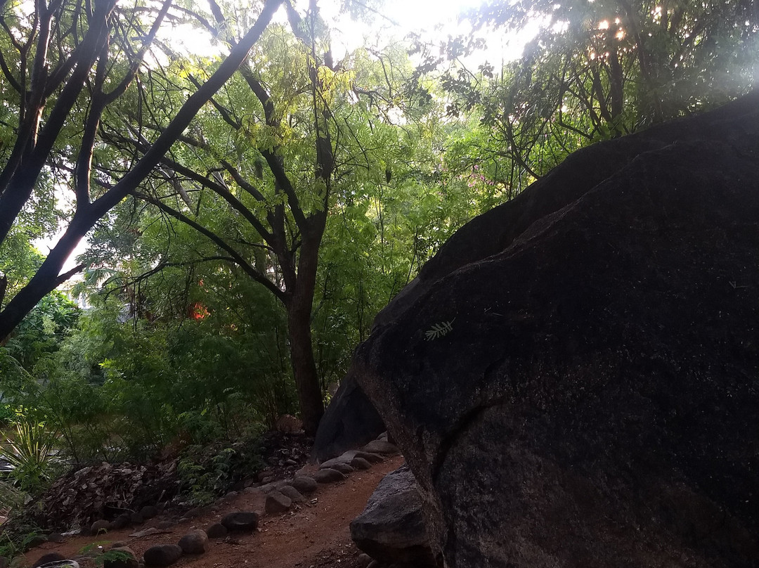 Vata Vriksha (Meditation Tree)景点图片