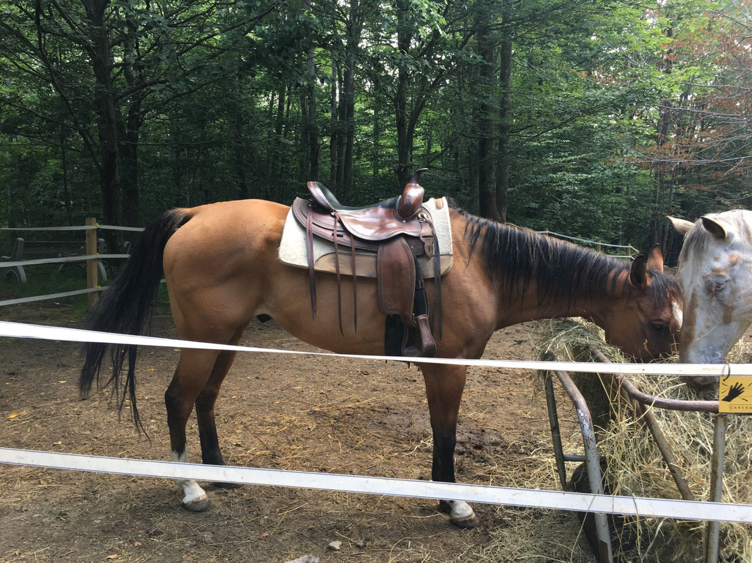 Rocke N Horse Farm景点图片
