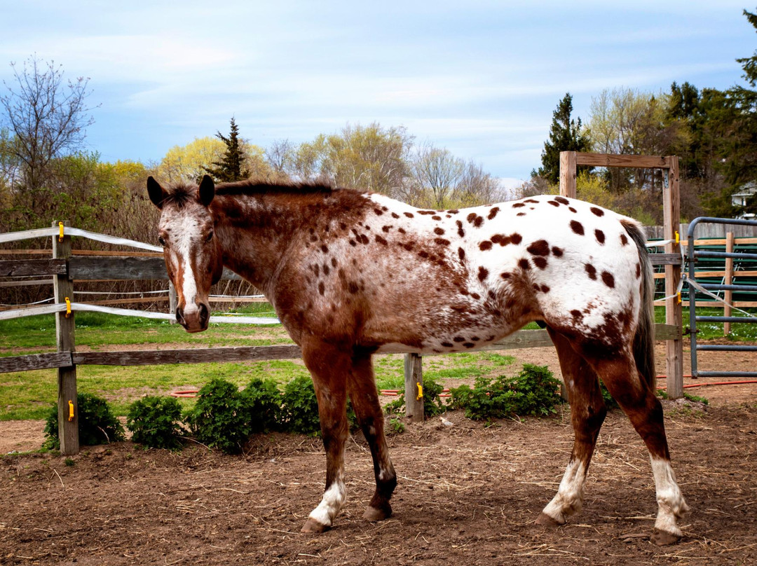 Healing With Horses at Wildrose Horse Farm景点图片