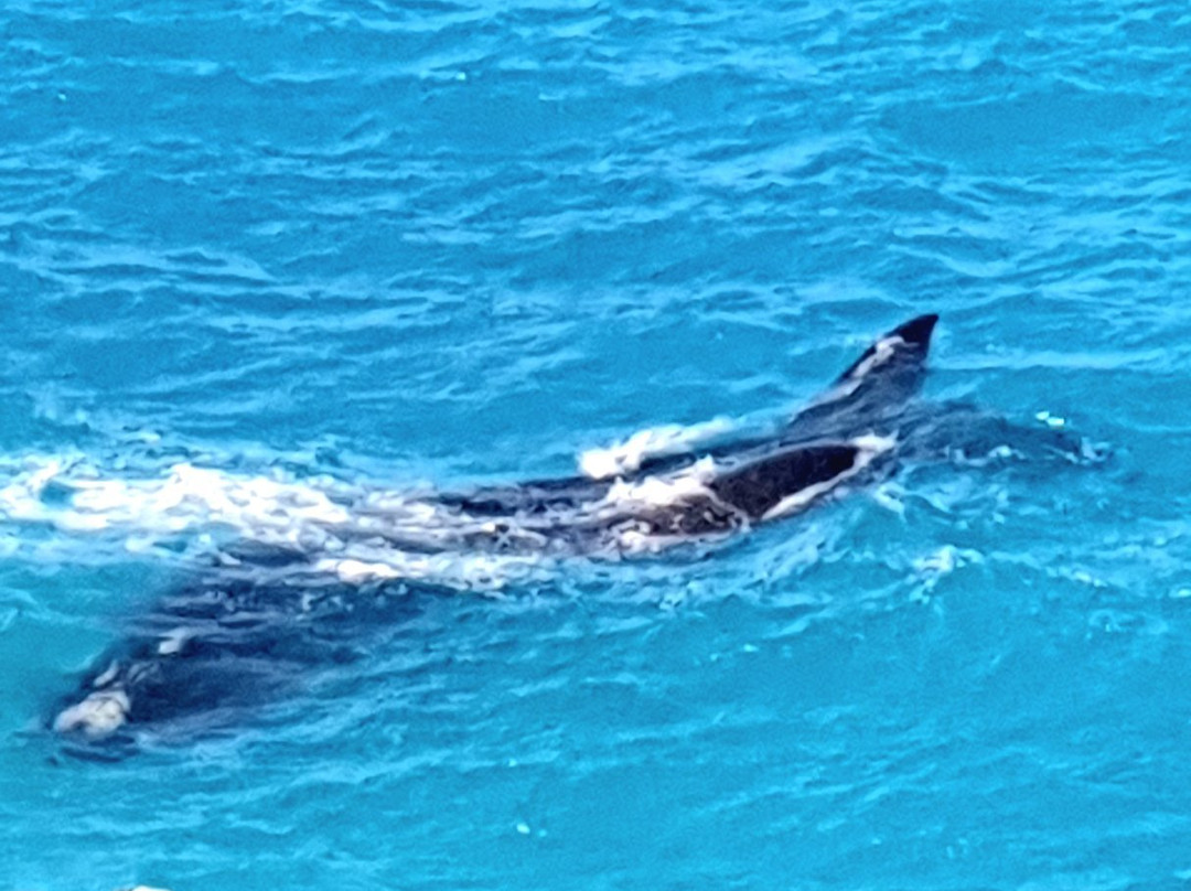 Head of Bight-Ceduna必去景点