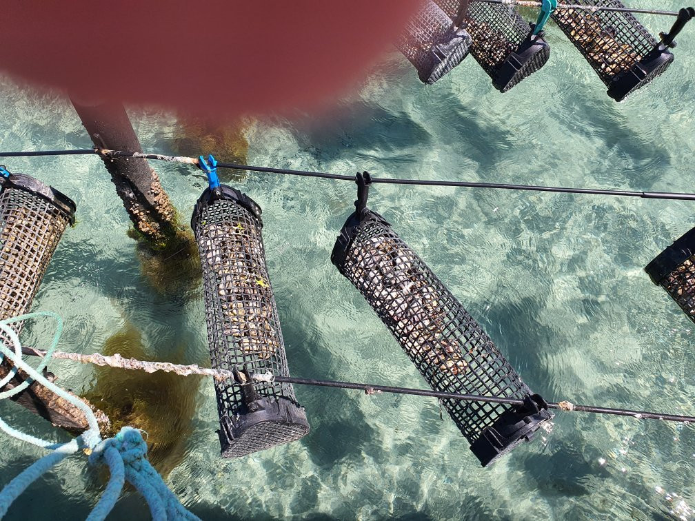 Oyster Farm Tours景点图片