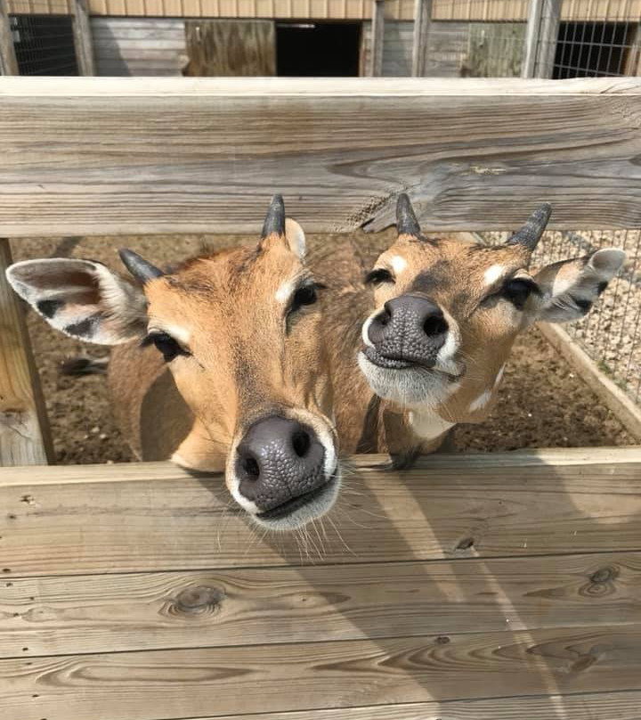 Boulder Ridge Wild Animal Park-Alto必去景点