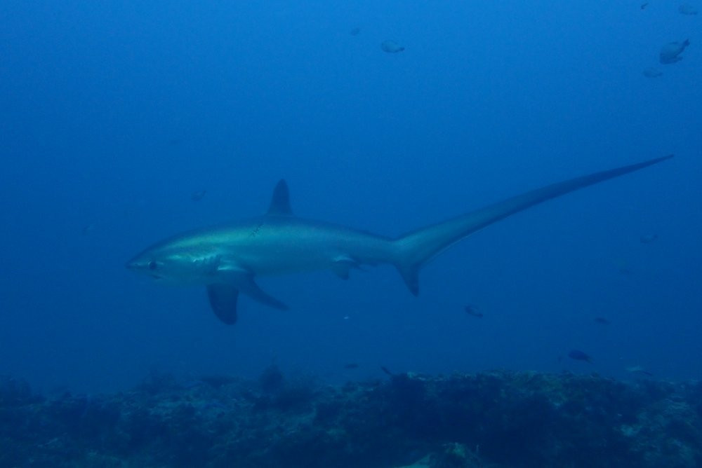 Dive Society Malapascua景点图片