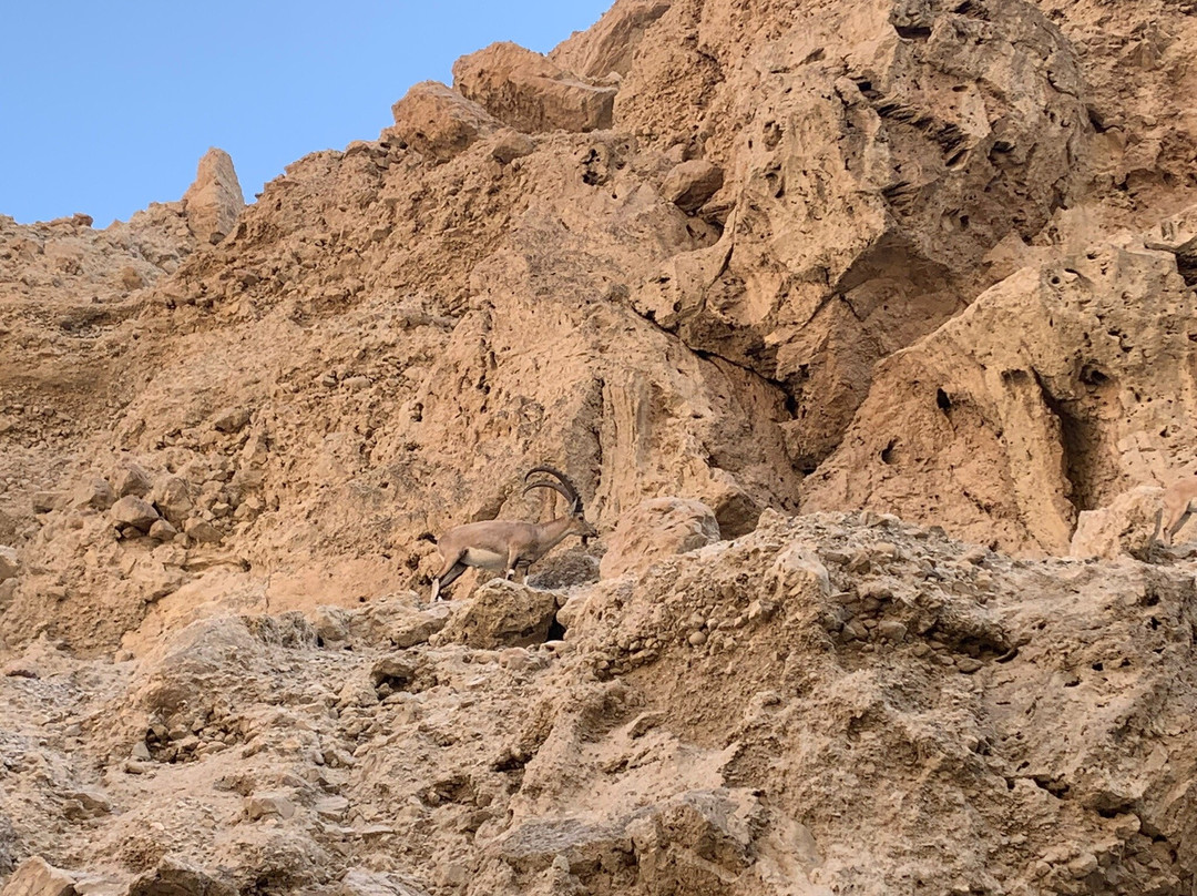 Ein Gedi Eco Park景点图片