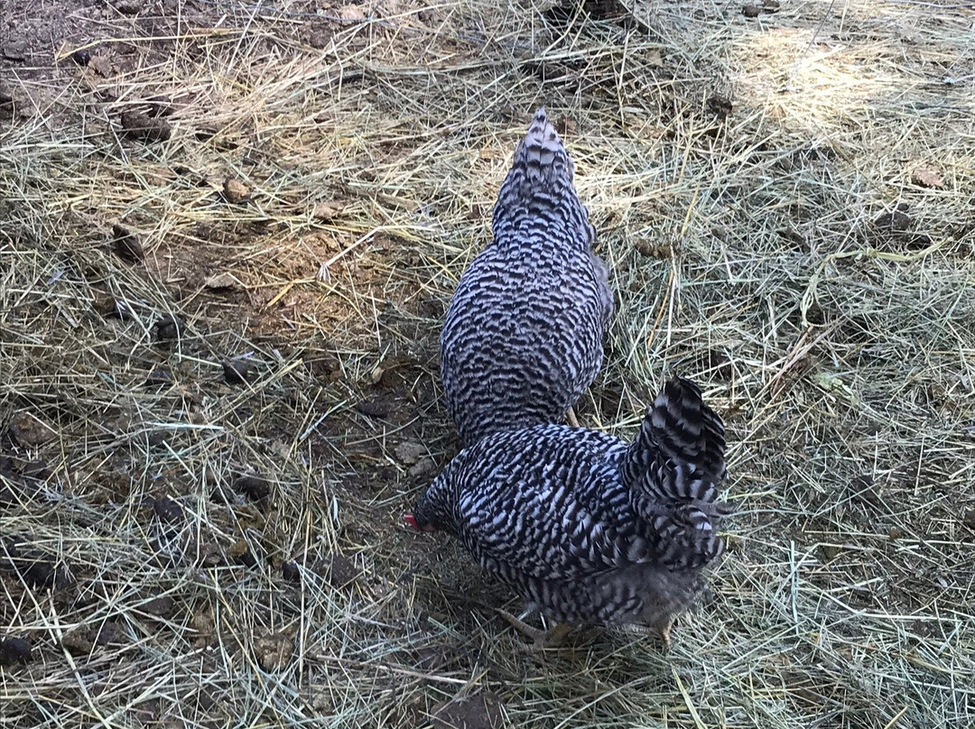 Mountain Creek Ranch-班克罗夫特必去景点