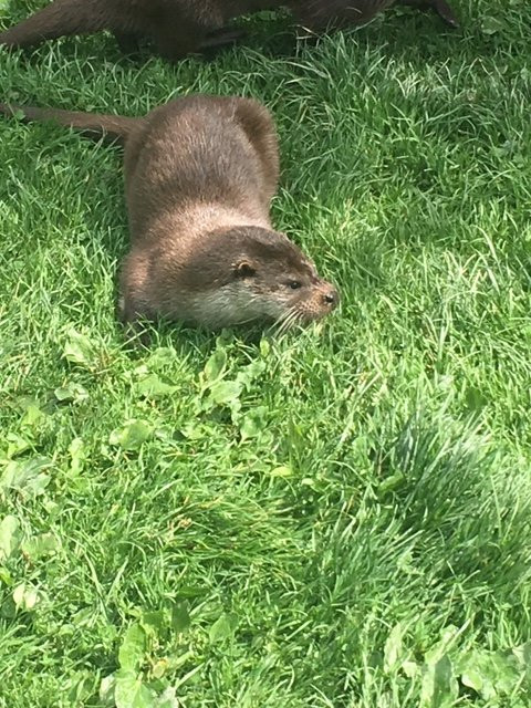 British Wildlife Centre景点图片