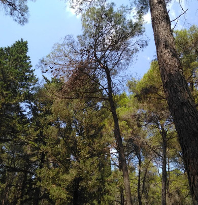 Foresta Mercadante-Cassano delle Murge必去景点