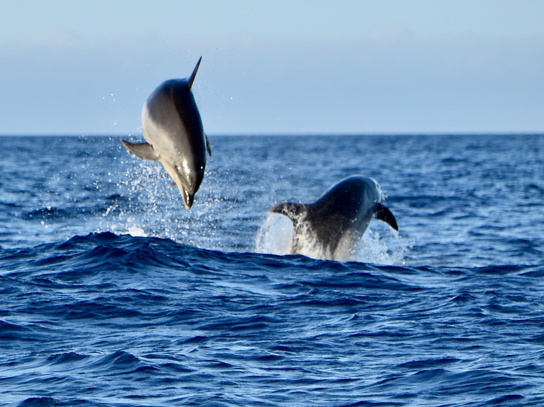 Sea Safaris Lanzarote-卡拉罗港口必去景点