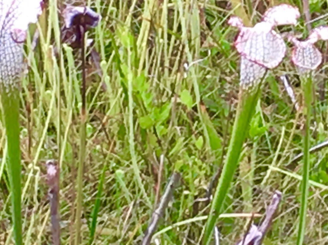 Tarkiln Bayou Preserve State Park景点图片