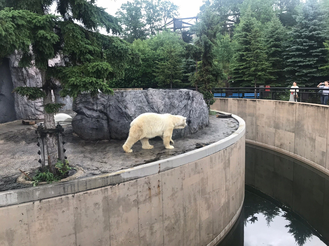 旭川市旭山动物园景点图片