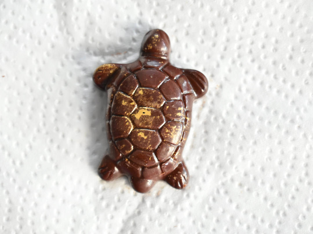 Chocolapagos Darwin's Favourites-阿约拉港必去景点