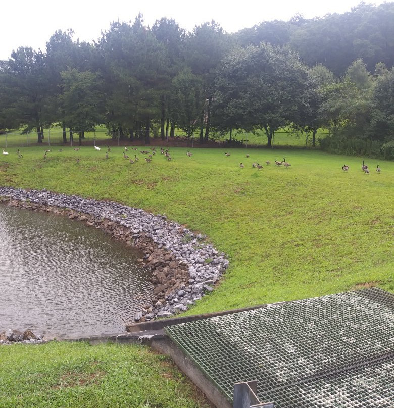 Haig Mill Lake Park-多尔顿必去景点