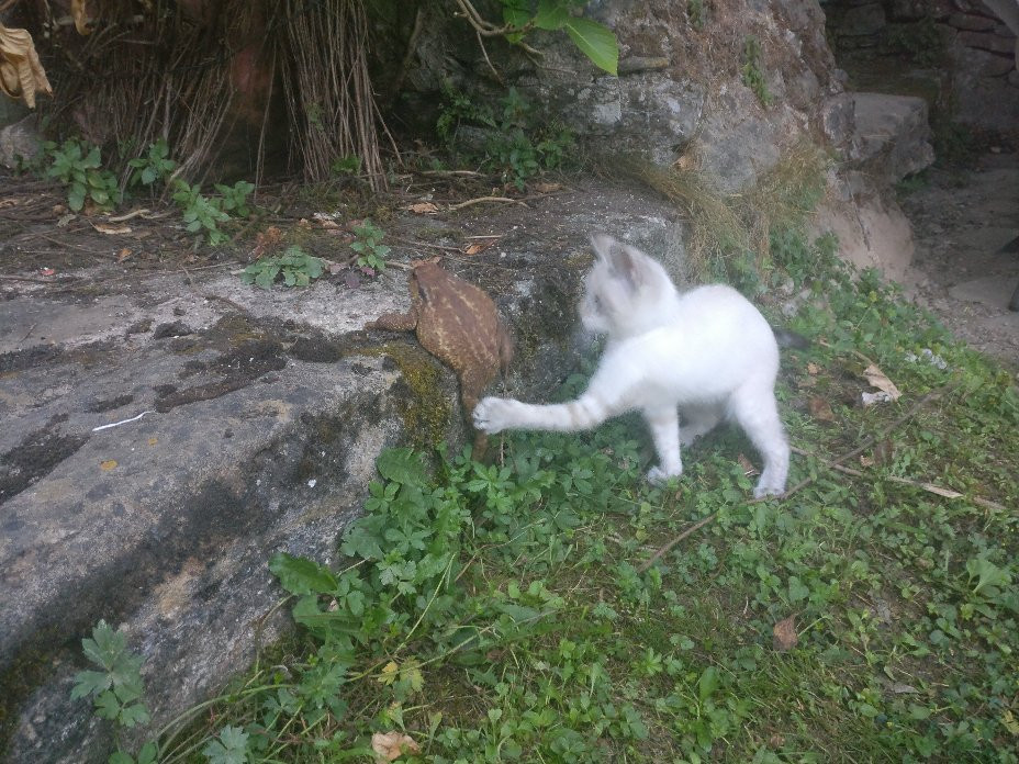 Mas el Guitart主图