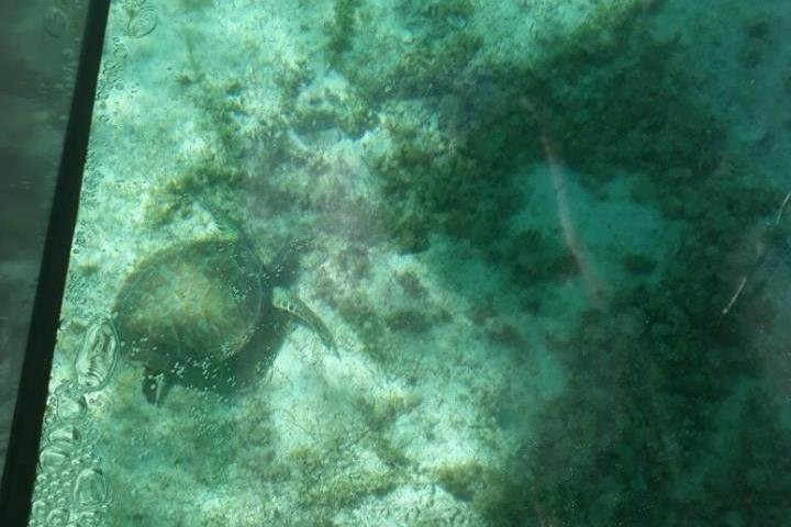 BETITAS ACUATIC SERVICE-Providencia必去景点