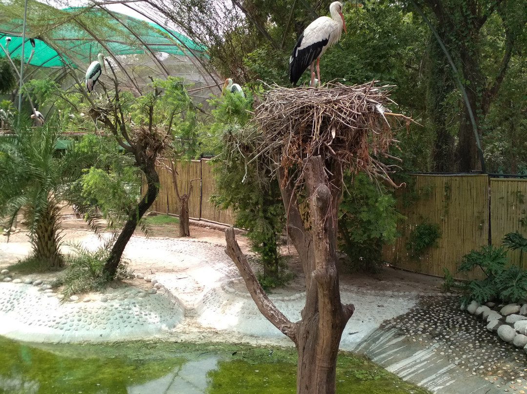 ChhattBir Zoo-Panchkula必去景点