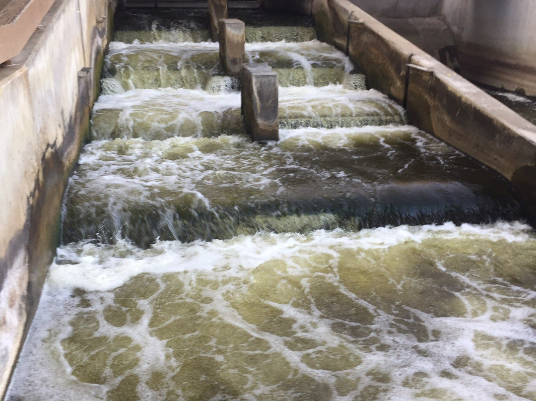 Fish Ladder-大急流市必去景点