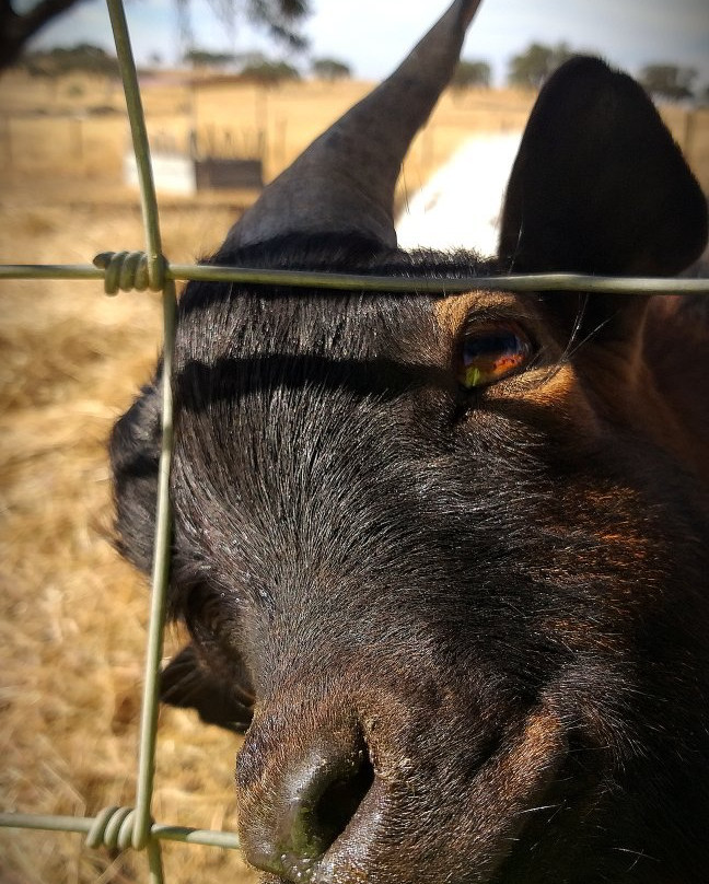 Agro-Turismo Monte da Galega主图