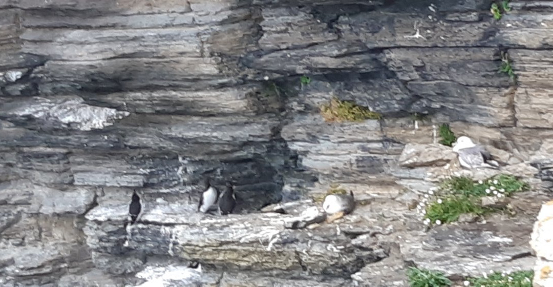Marwick Head RSPB Nature Reserve-梅恩兰岛必去景点