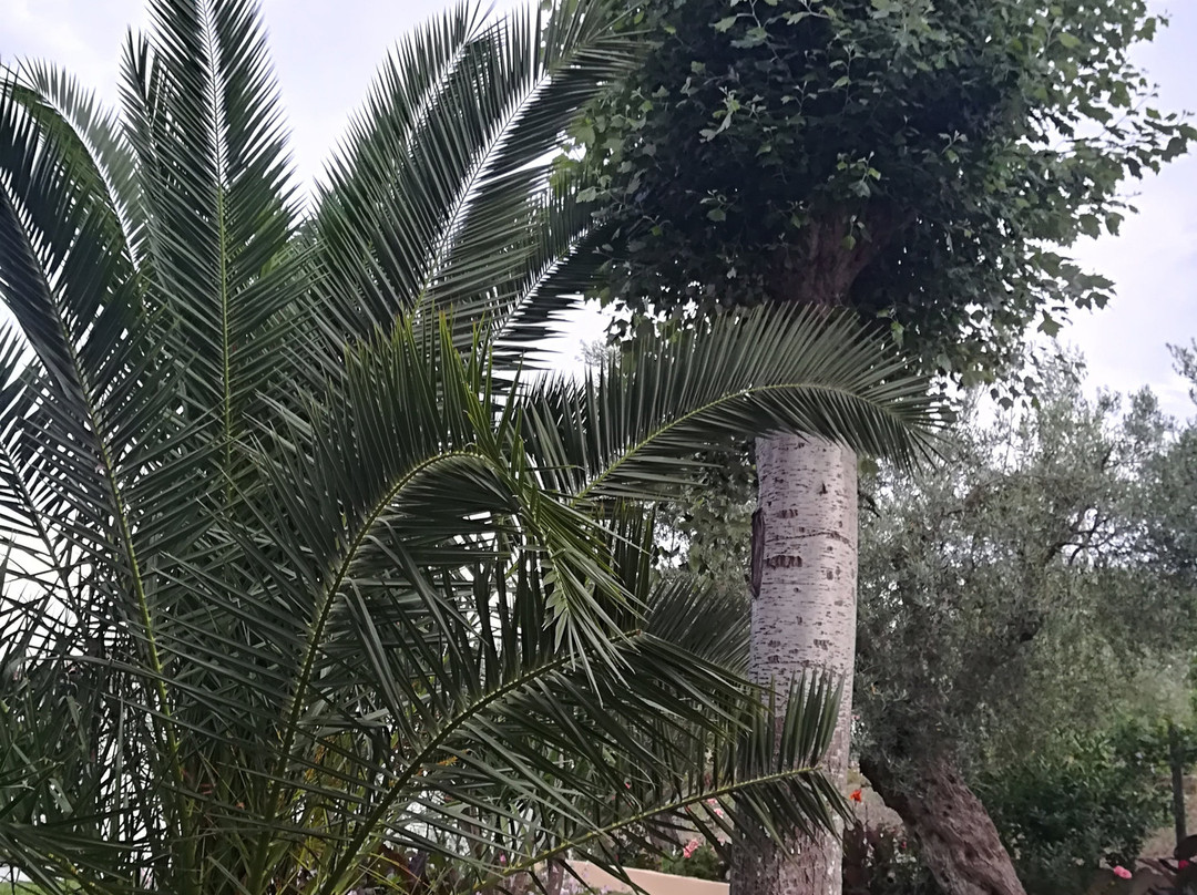 Olympic Bibis Hotel主图