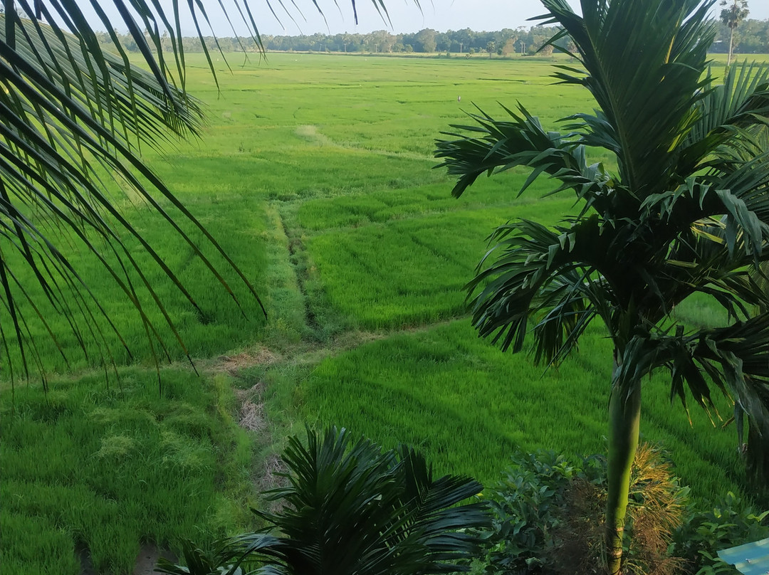 Heaven Upon Rice Fields主图