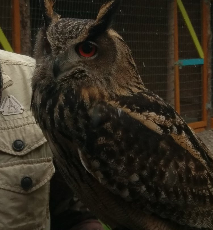 Falconry Ireland-Arklow必去景点