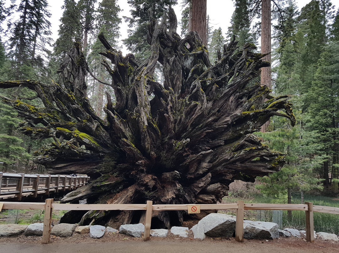 Big Tree Trail-优胜美地国家公园必去景点