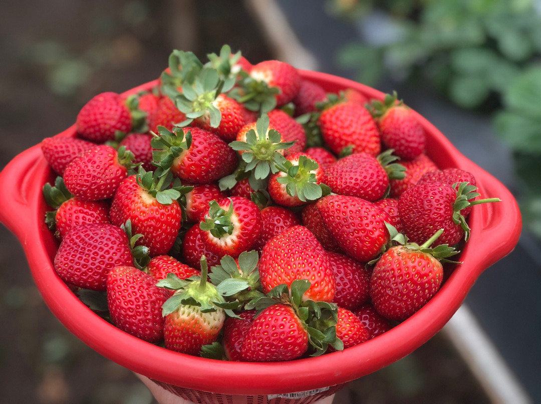 Sítio Herança Agroturismo-多明戈斯-马丁斯必去景点