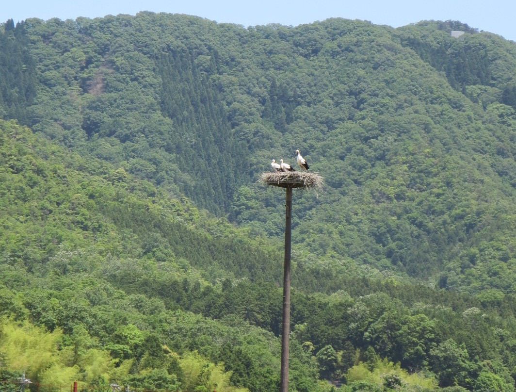Hyogo Park of the Oriental White Stork景点图片