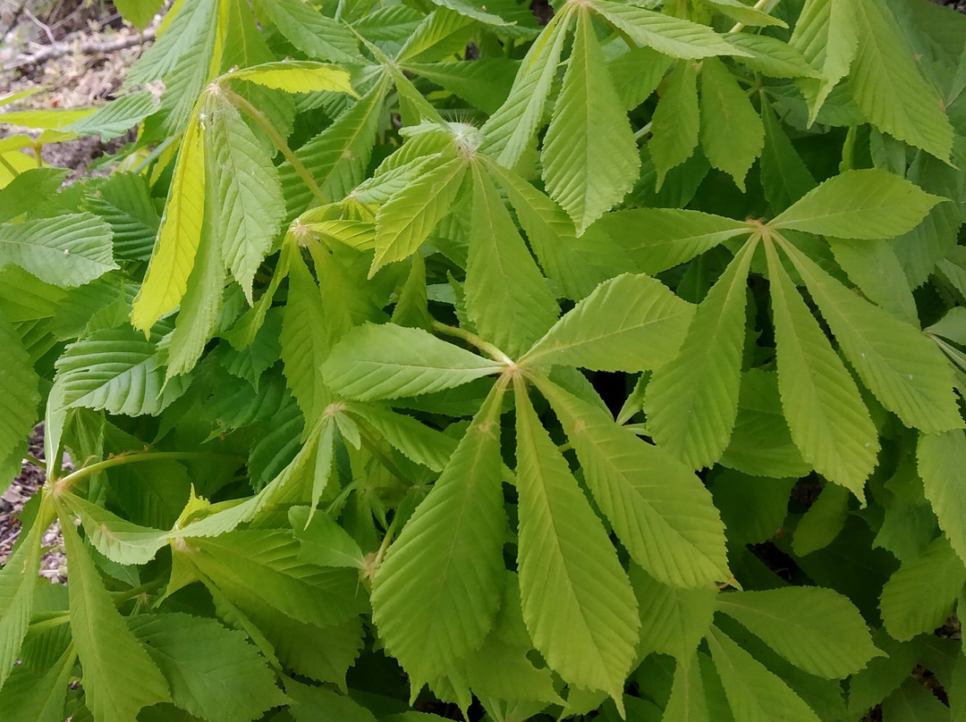 UKW Botanic Garden景点图片