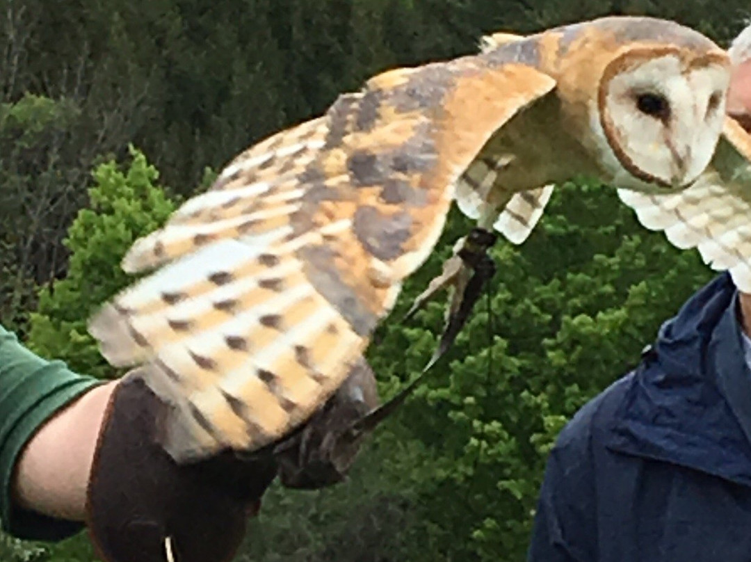 New England Falconry景点图片