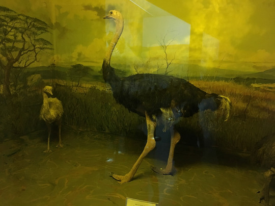 Mousio Zoologias Panepistimiou Athinon-雅典必去景点