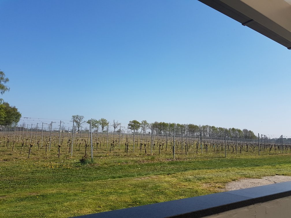 Wijngaard Hof van Baarle-巴勒纳绍必去景点