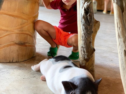 Hua Hin Safari-华欣必去景点