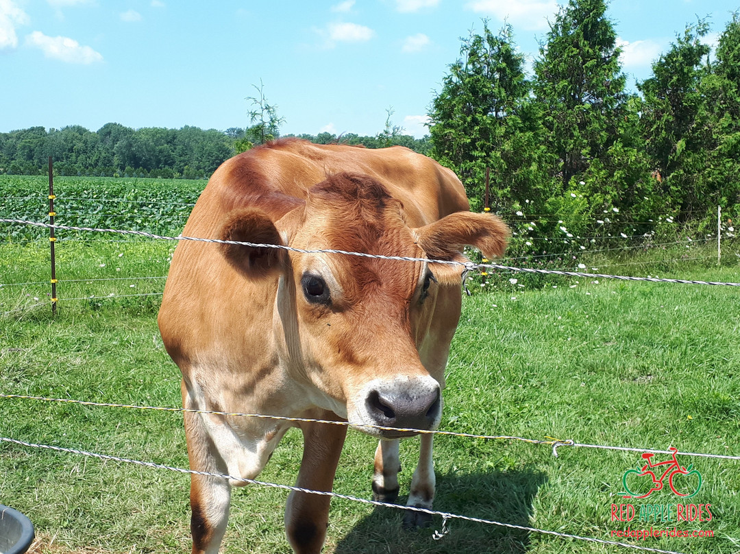 Red Apple Rides-多佛港必去景点