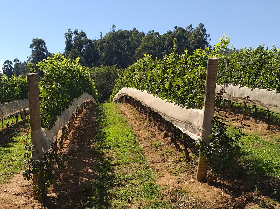 Vinícola Guaspari-Espirito Santo Do Pinhal必去景点